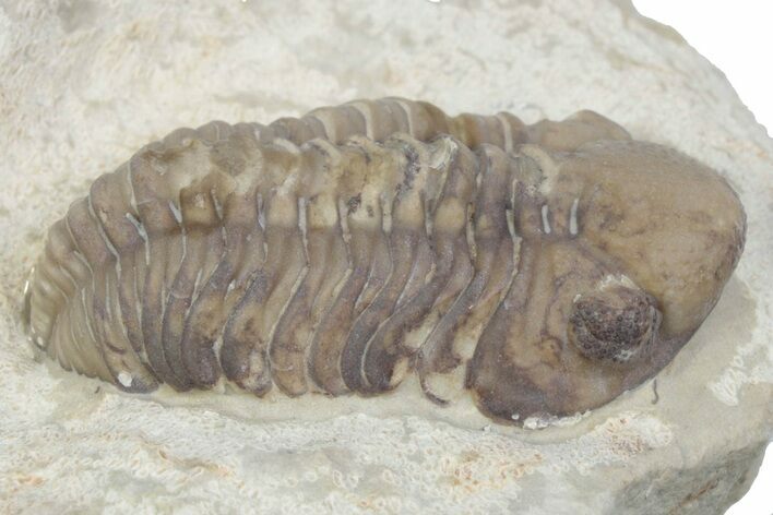 Kainops Trilobite - Black Cat Mountain, Oklahoma #362984